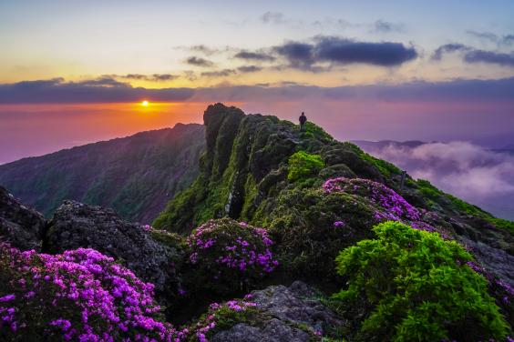 ミヤマキリシマと霧島山