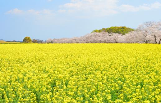 西都原古墳群30