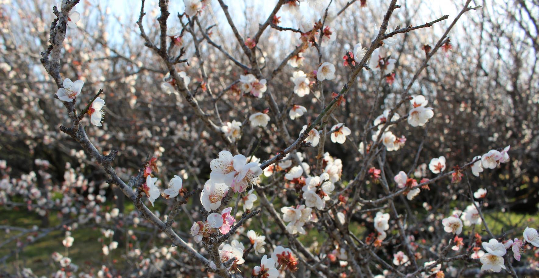 梅の花