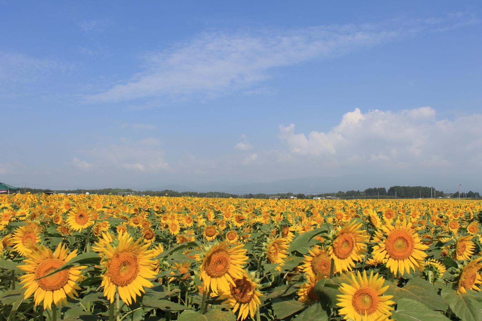 Sunflower Field at Somegaoka (Takanabe Town)-1