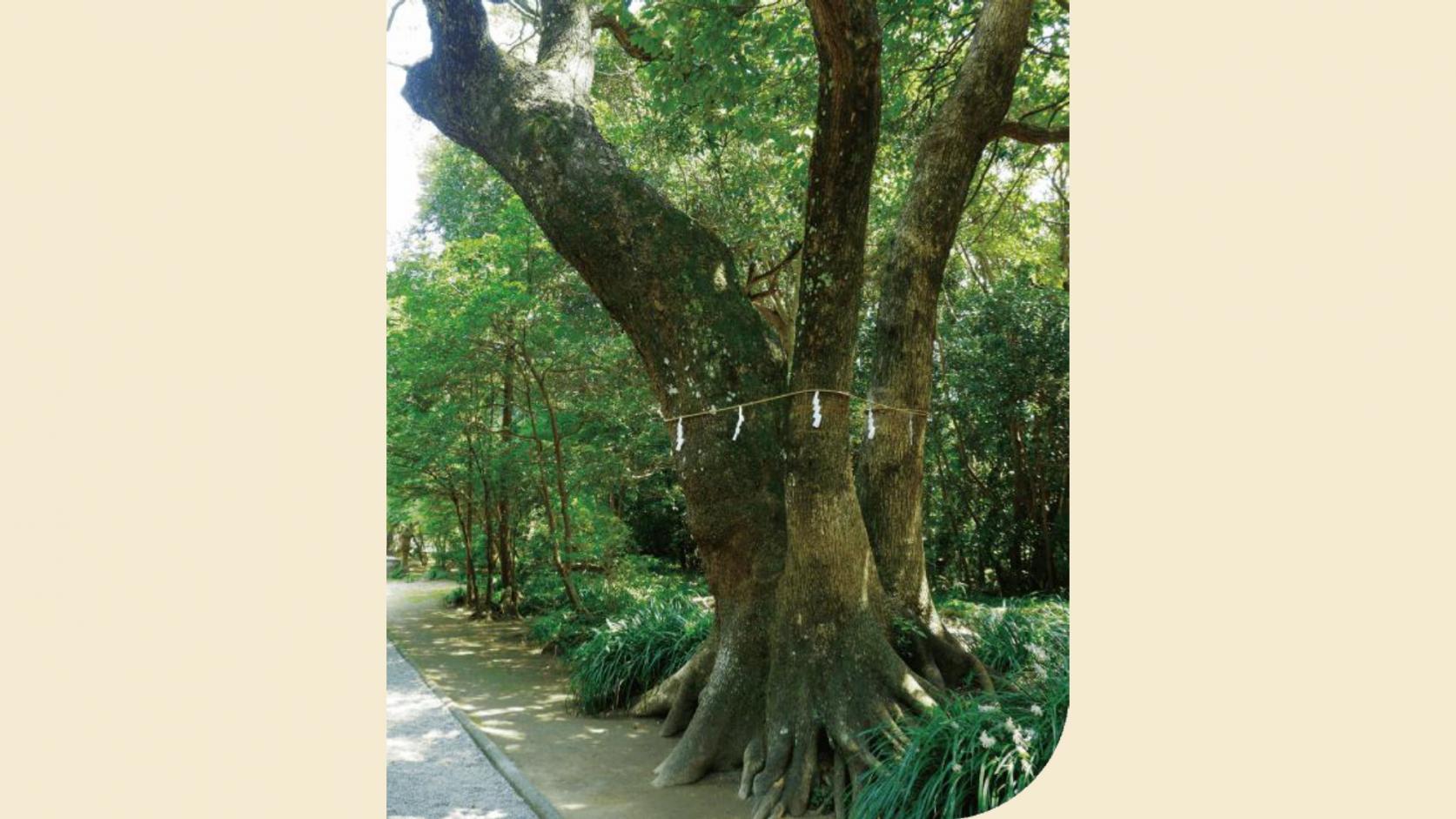 強いパワーが宿る江田神社の御神木-1