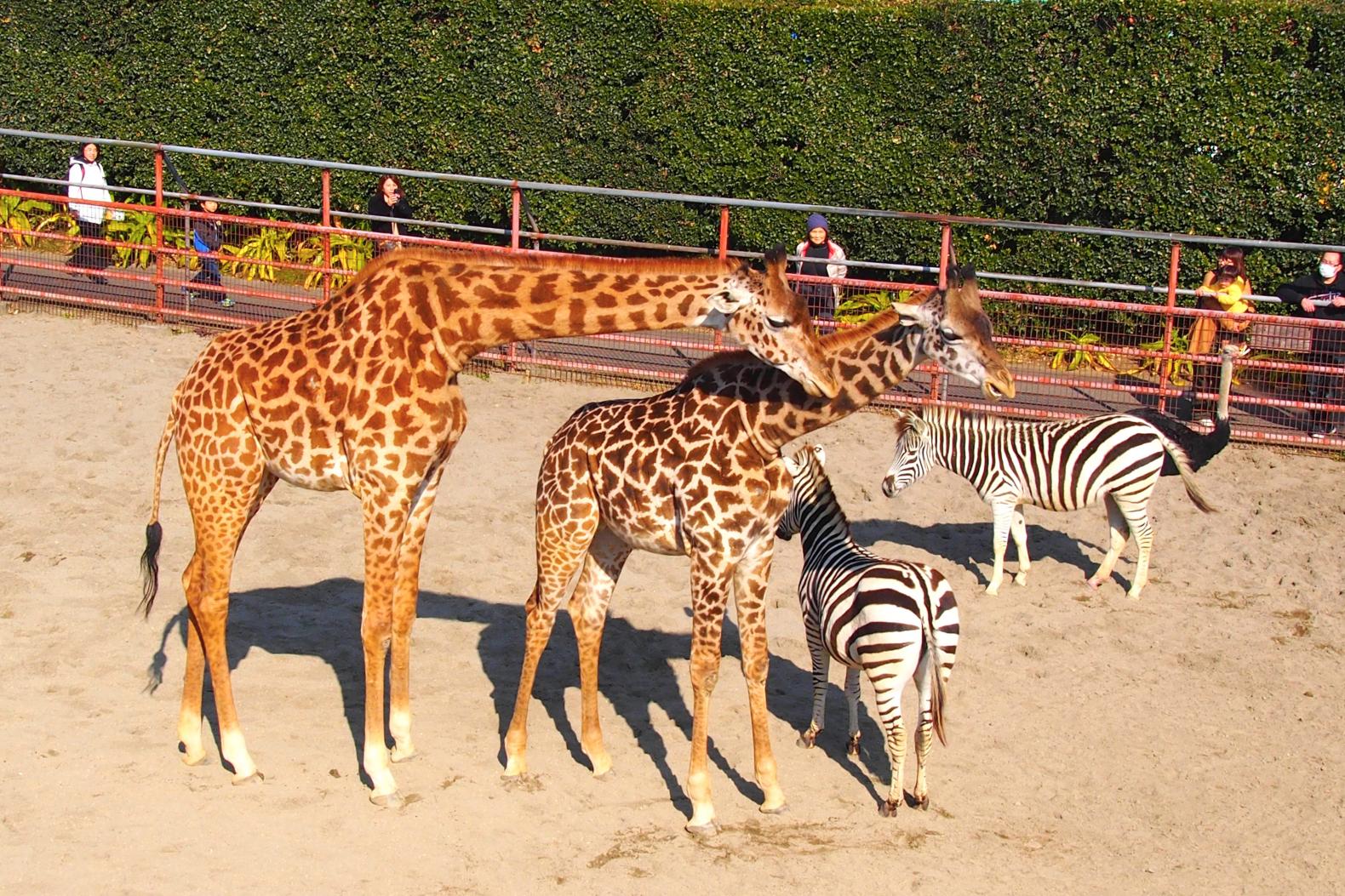  【第3天】宮崎市鳳凰自然動物園 