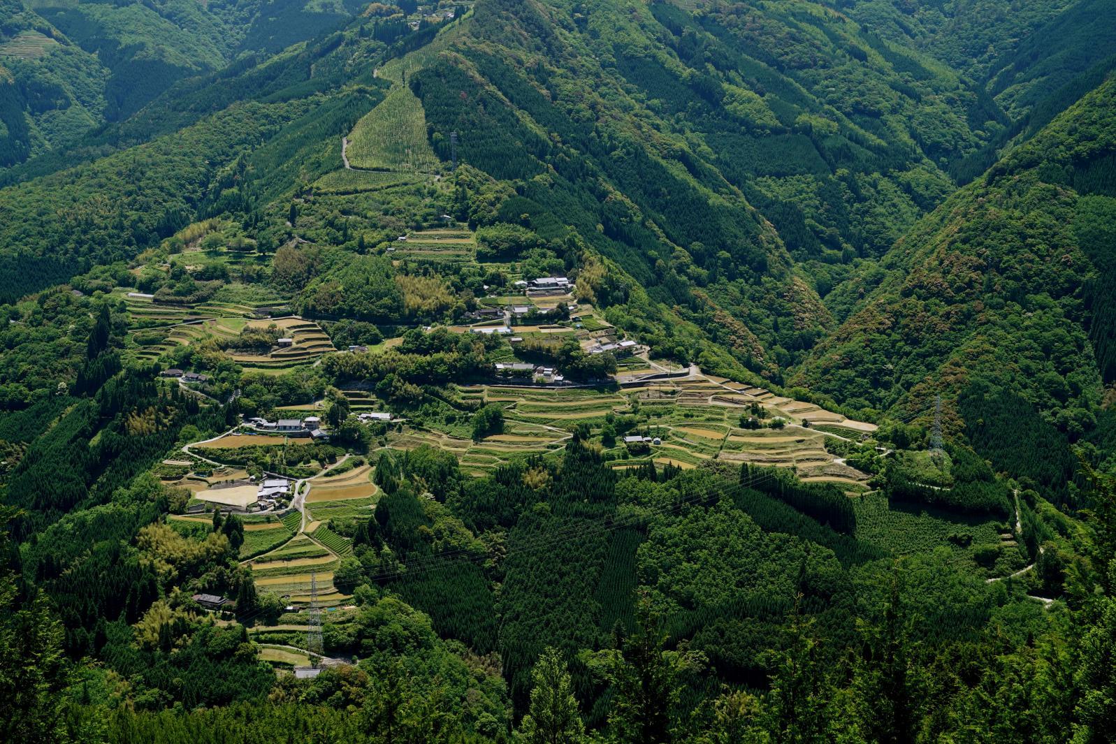 Rice Terrace of Sennin (Large ginkgo observation deck - Shiiba Village)-1