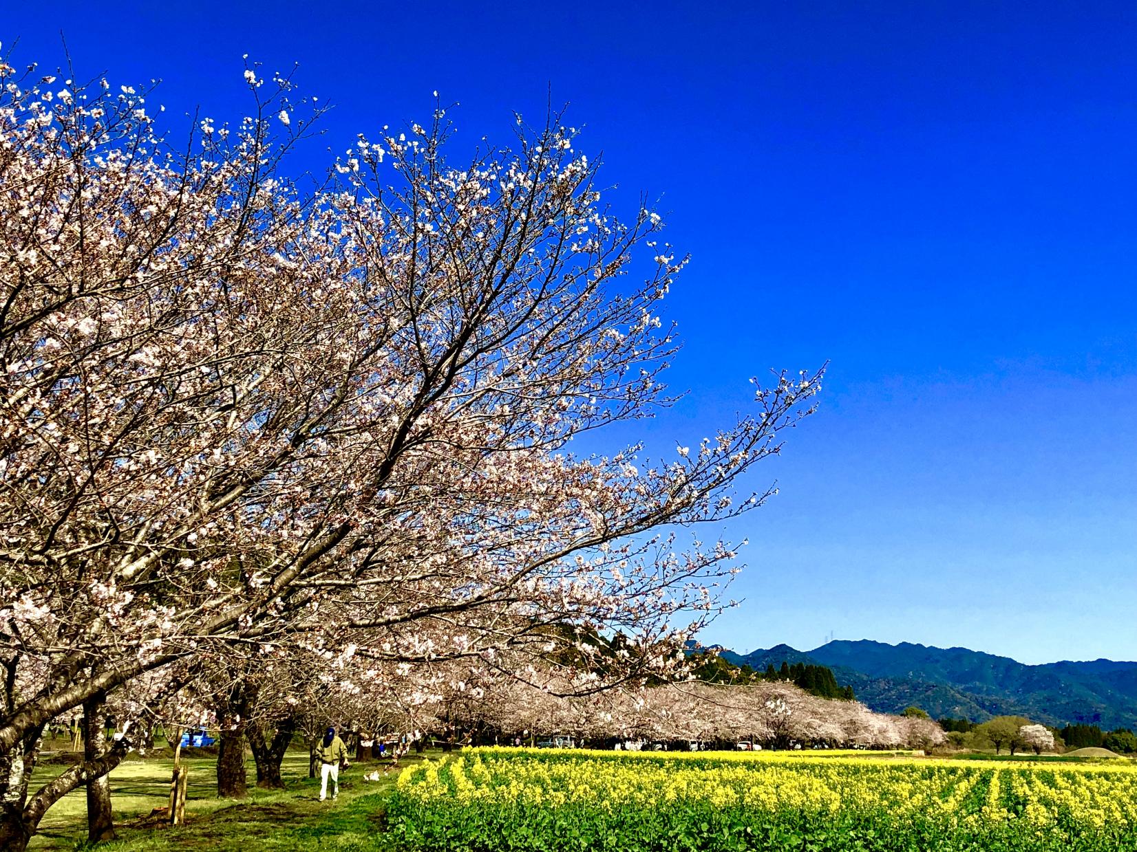 Saitobaru Burial Mounds (Saito City)-1