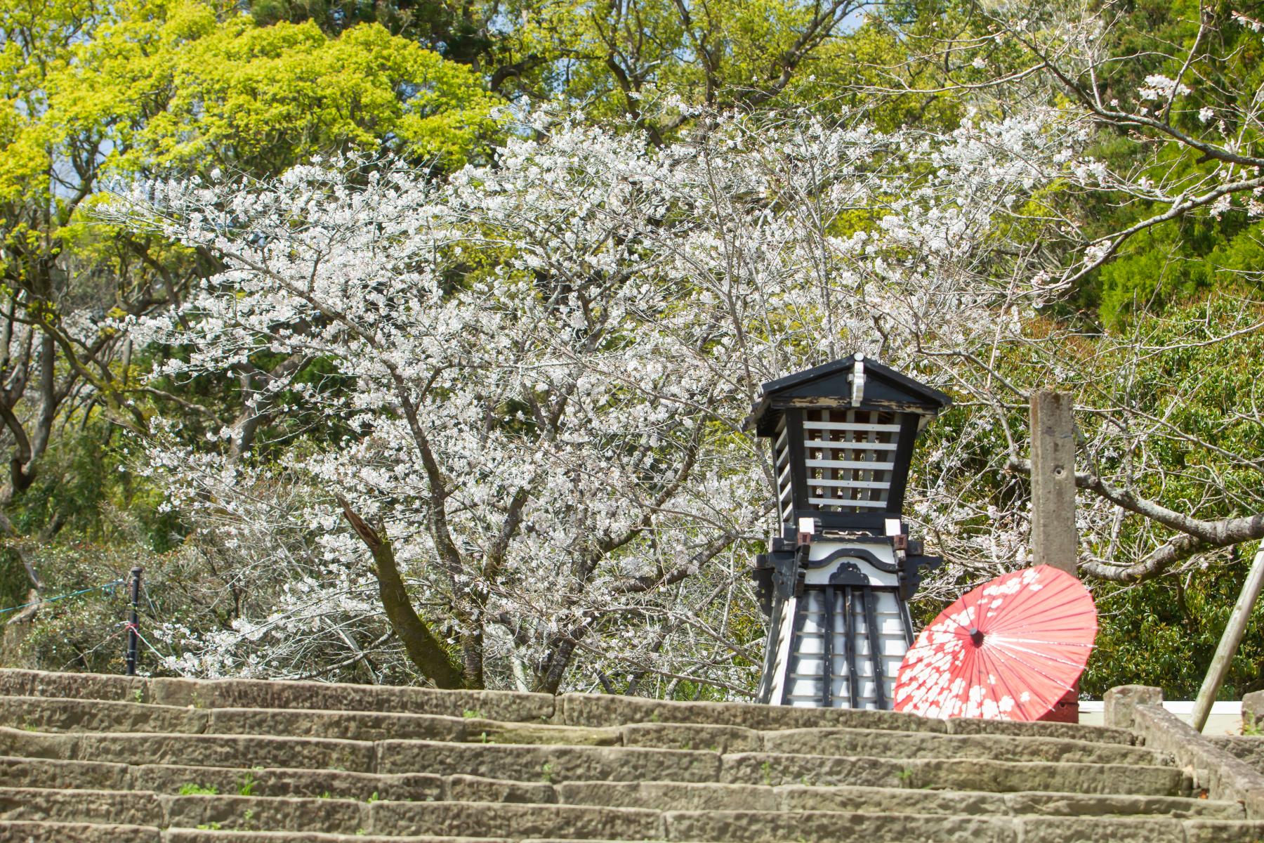 Ruins of the Takanabe Castle and Maizuru Park (Takanabe Town)-1