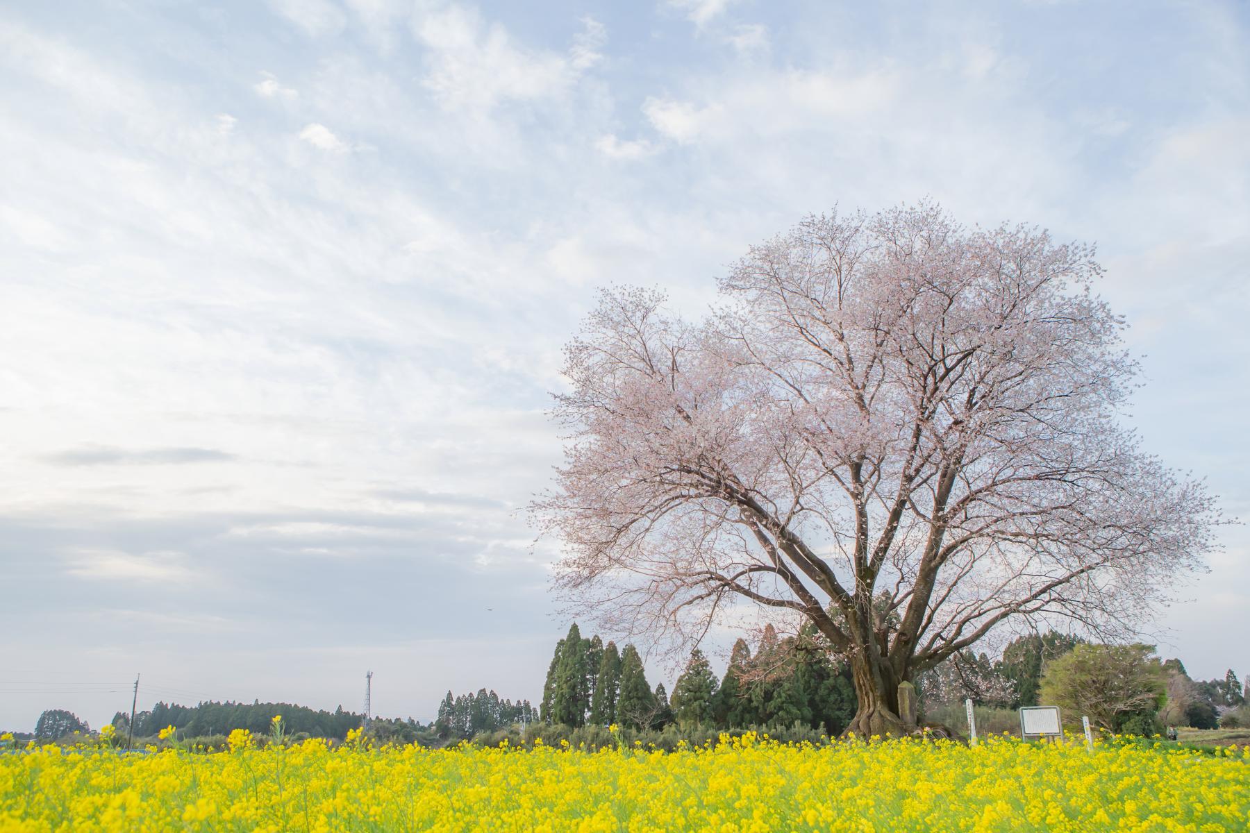 Otsubo-no-Ippon Zakura (Kunitomi Town)-1