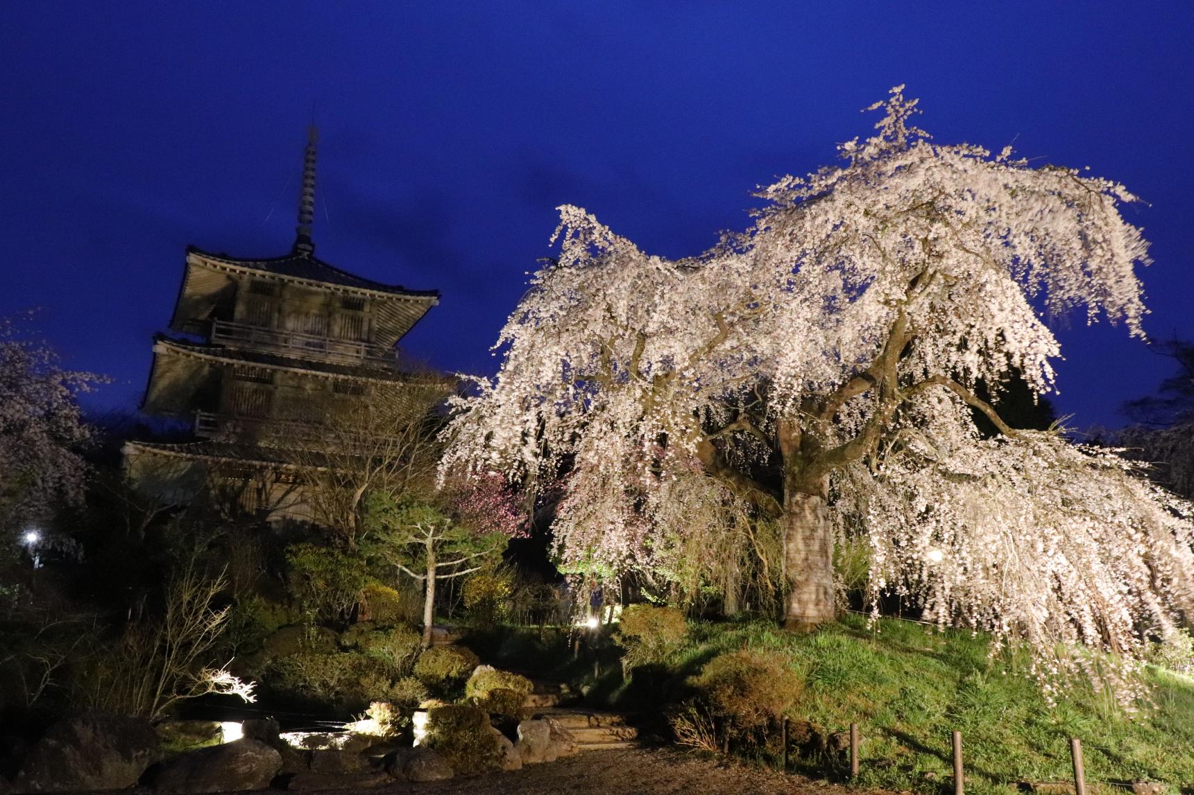 Weeping cherry blossoms at Josenji temple (Gokase Town)-1