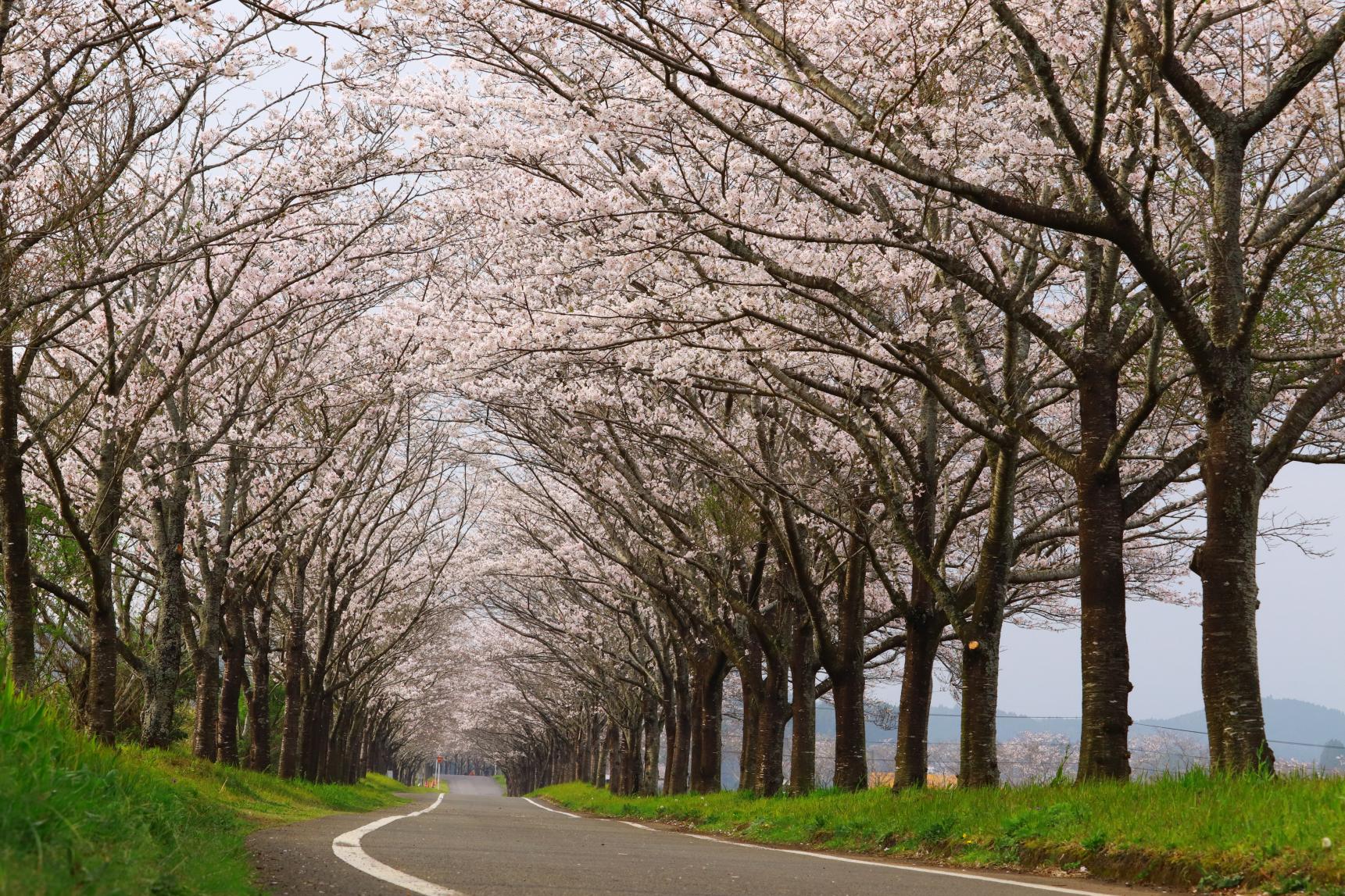 Makiba no Sakura (Kobayashi City)-1