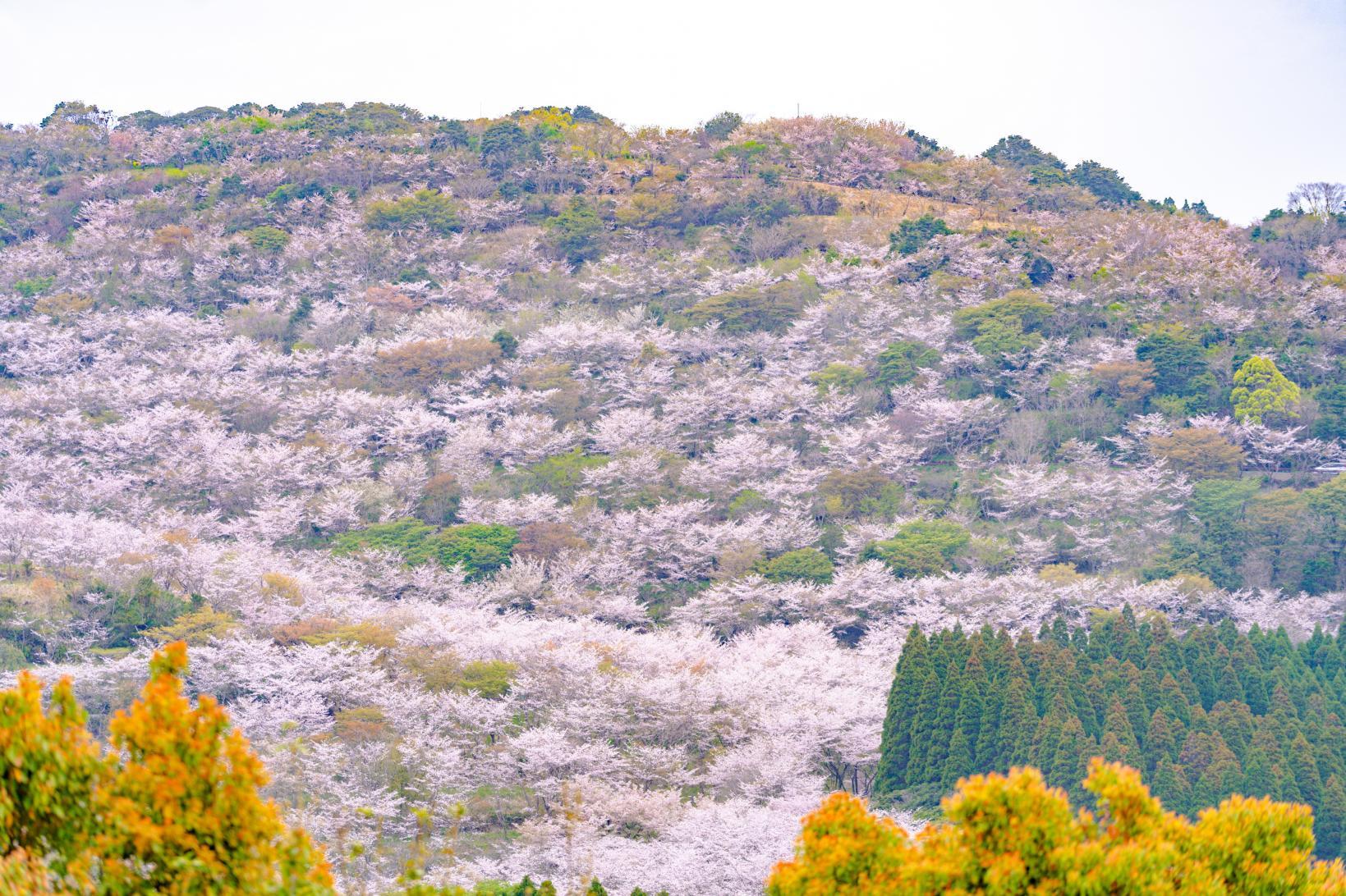 Hanatate Park (Nichinan City)-1