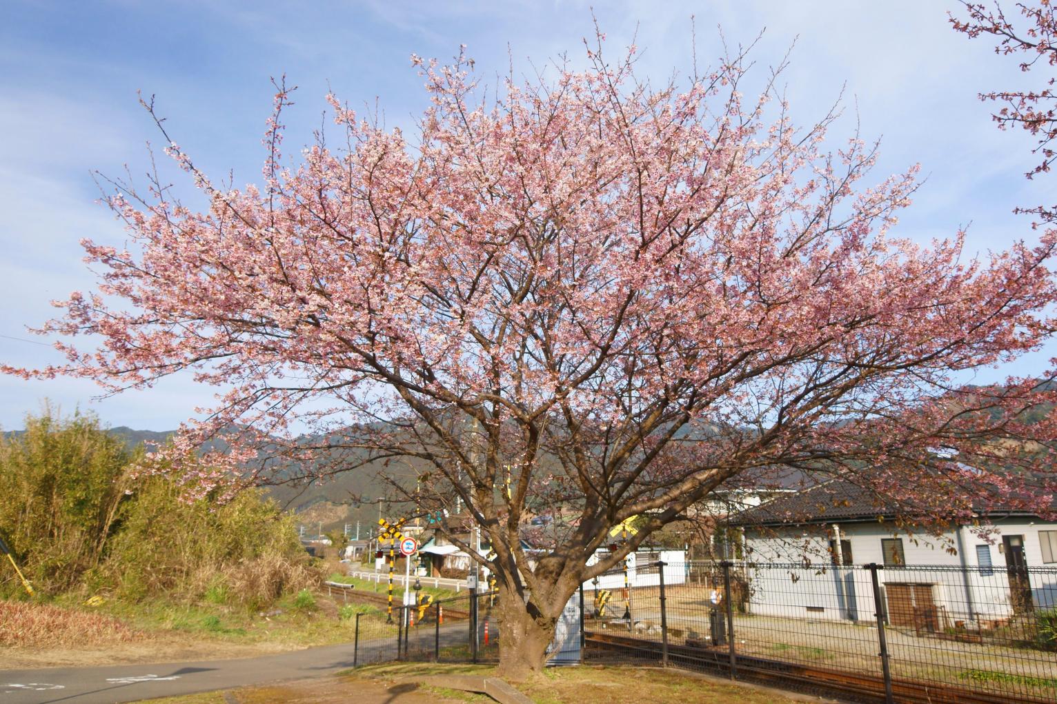 Winter cherry blossoms at JR Kitago Station - Nichinan Kanzaki 1-go (Nichinan City)-1