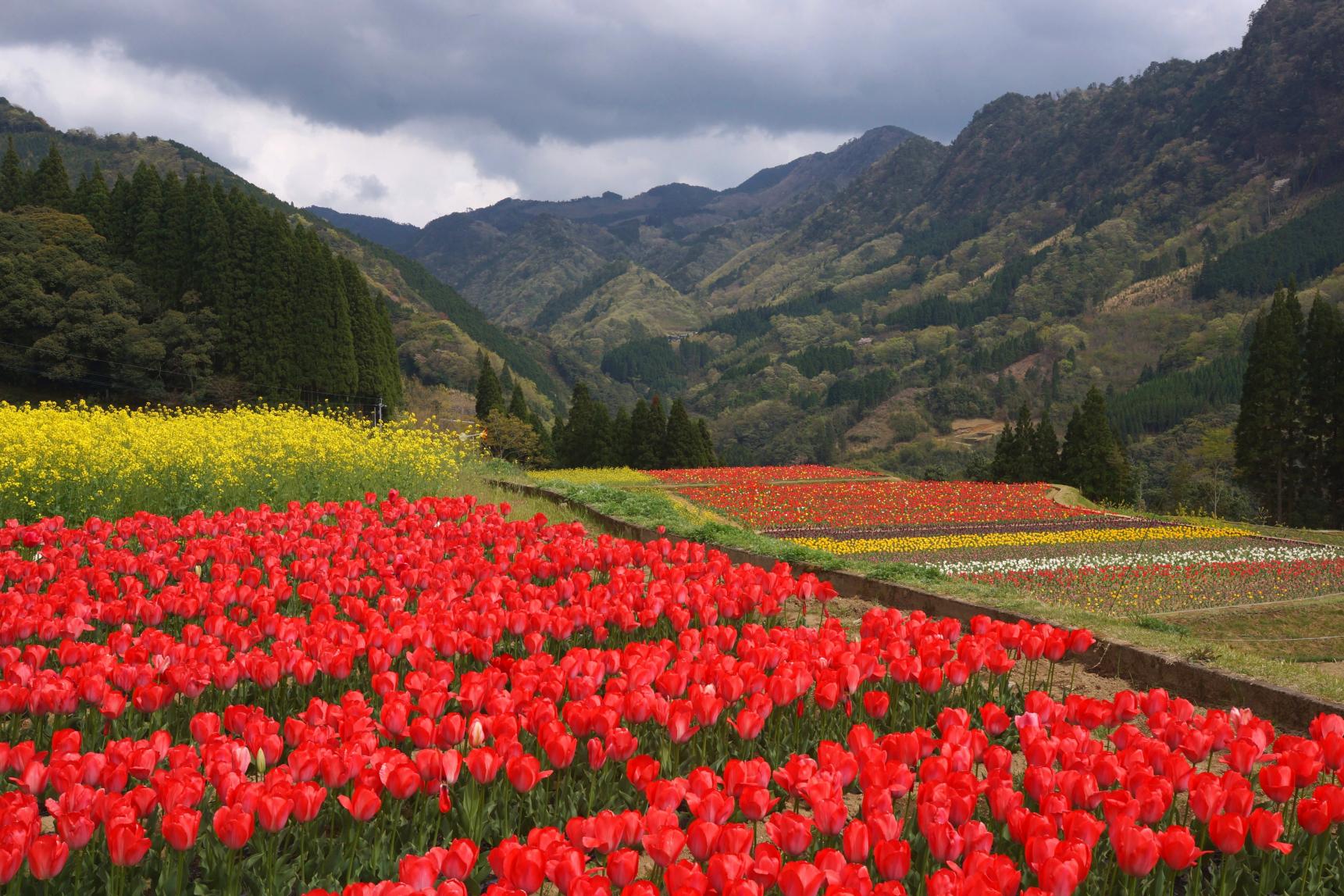 Nakagawa Tulip-no-Sato (Hinokage Town)-1