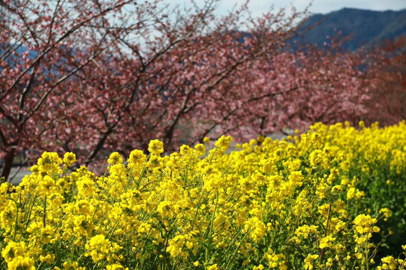 Gokase River bank (Nobeoka City)-1