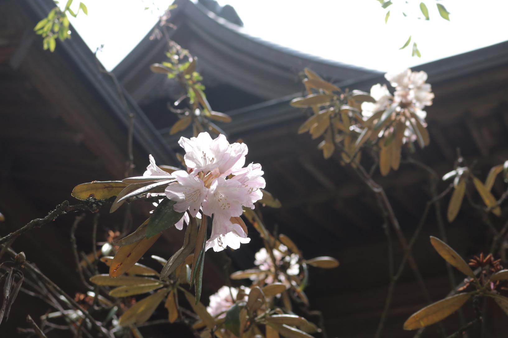 三所神社（五瀨町）-1