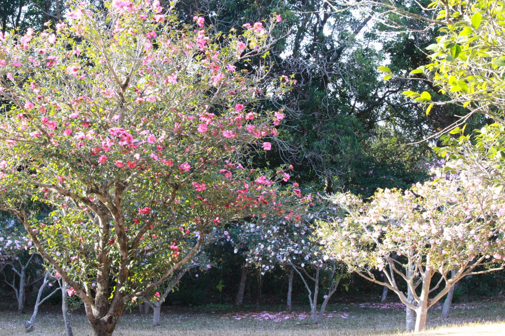 Awakigahara Forest Park (Miyazaki City)-1