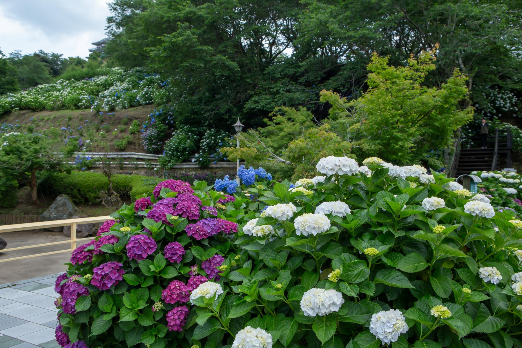 繡球花公園（都城市）-1