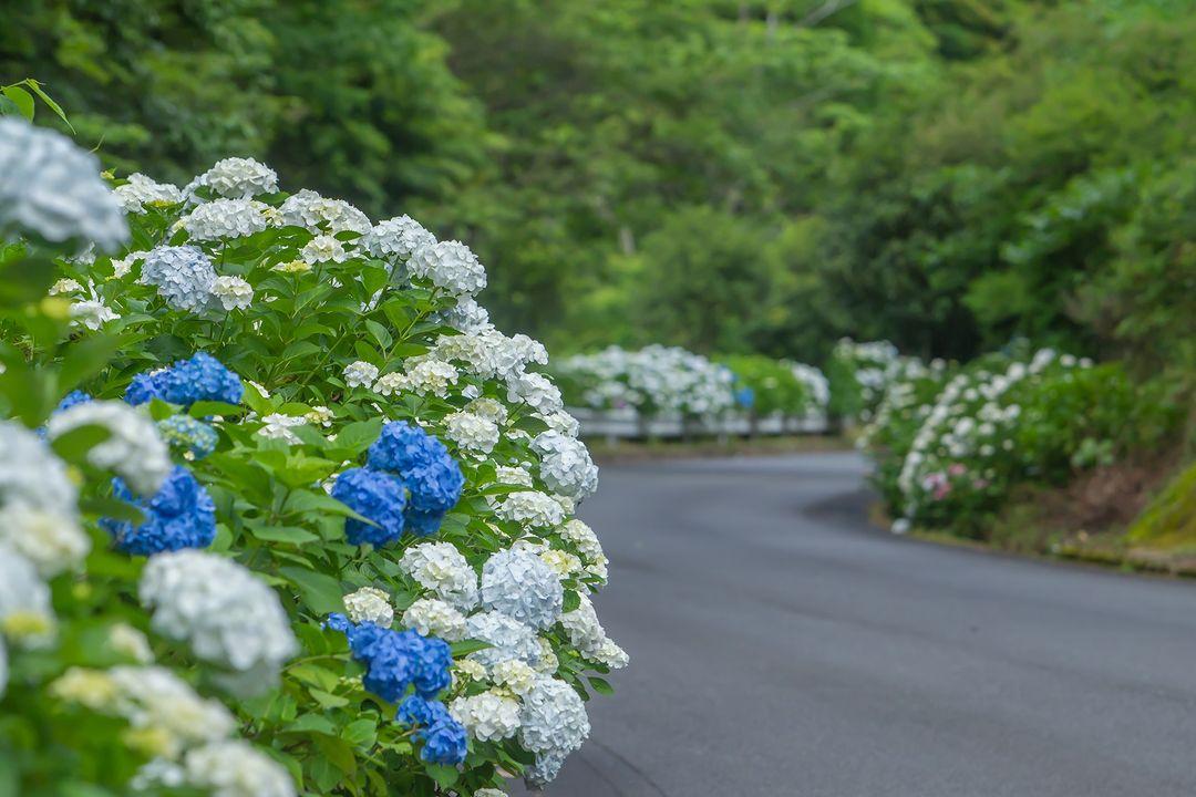 繡球花路（日南市、串間市）-1