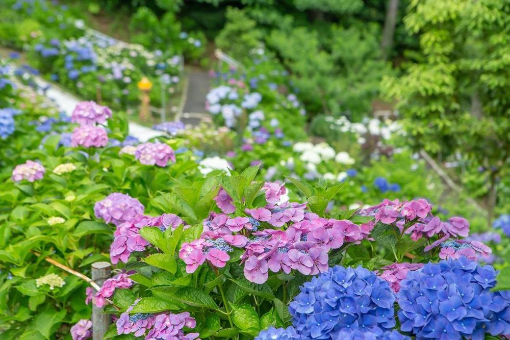 Kohara Ajisai-en (Kohara Hydrangea Garden - Takaharu Town)-1