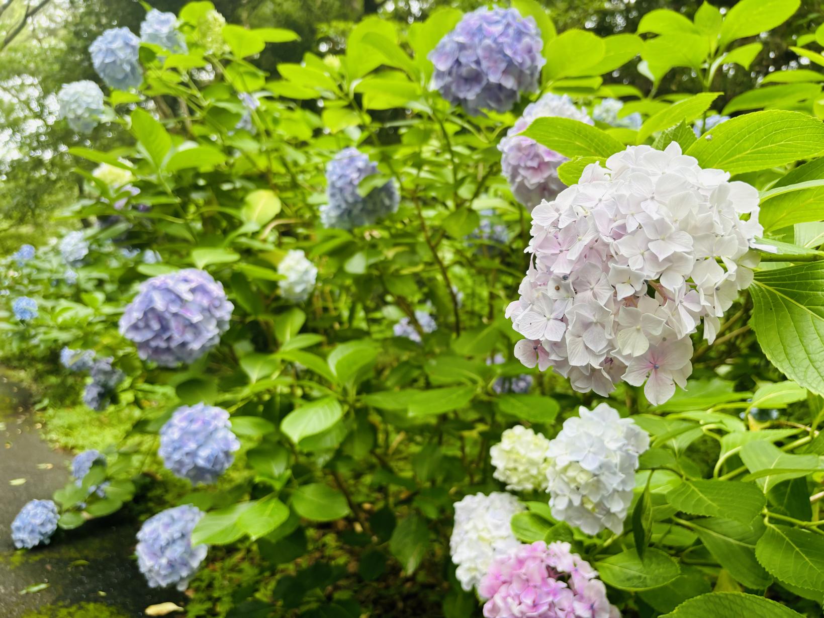 阿波岐原森林公園（宮崎市）-1