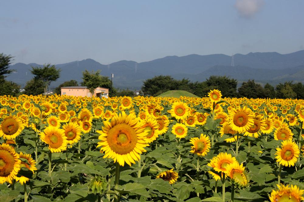 Green Park Ebino (Ebino City)-1