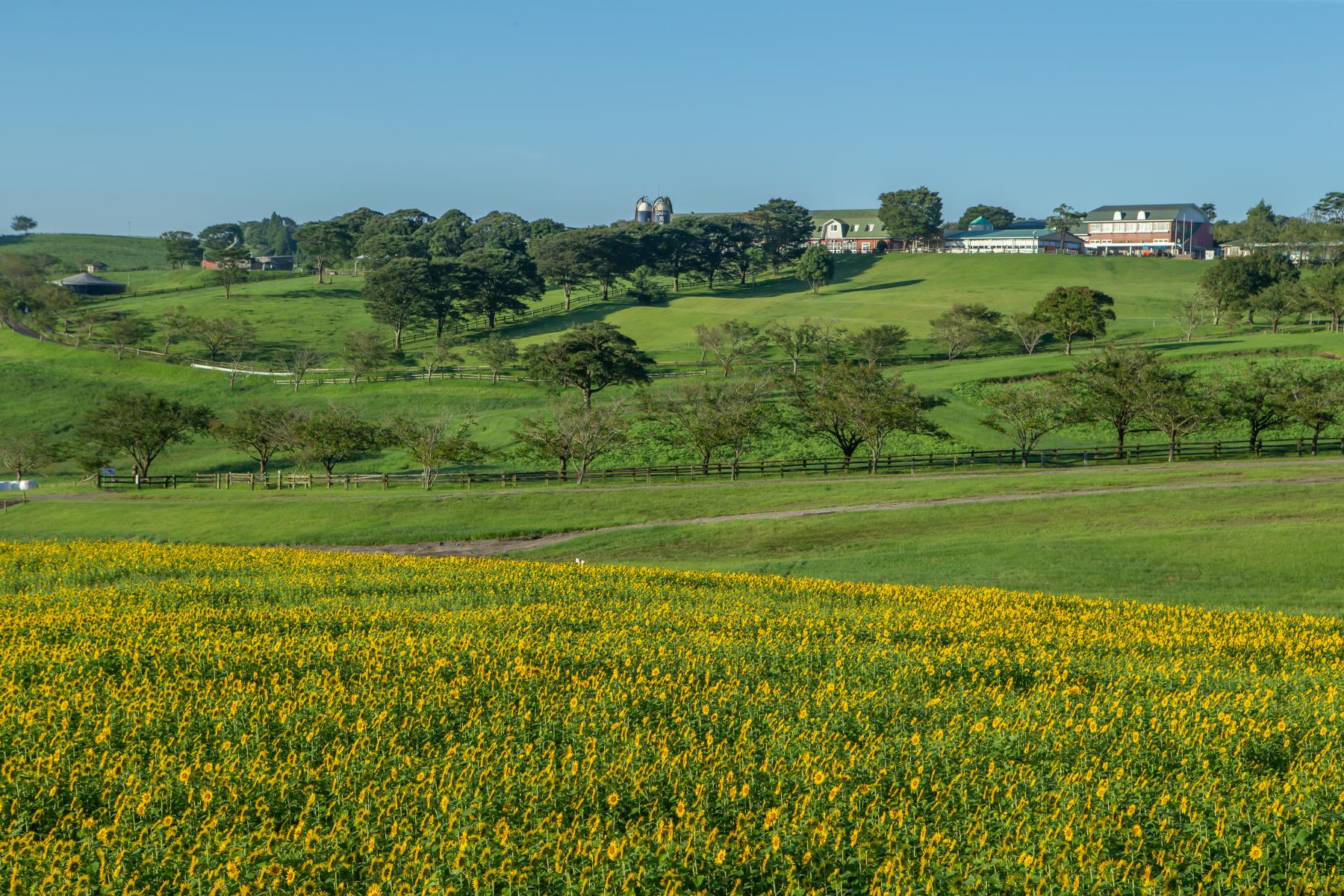 Takachiho Farm (Miyakonojo City)-1