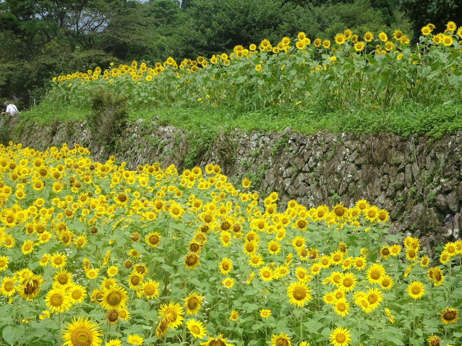 Sakamoto Tanada (Sakamoto Rice Terraces - Nichinan City)-1