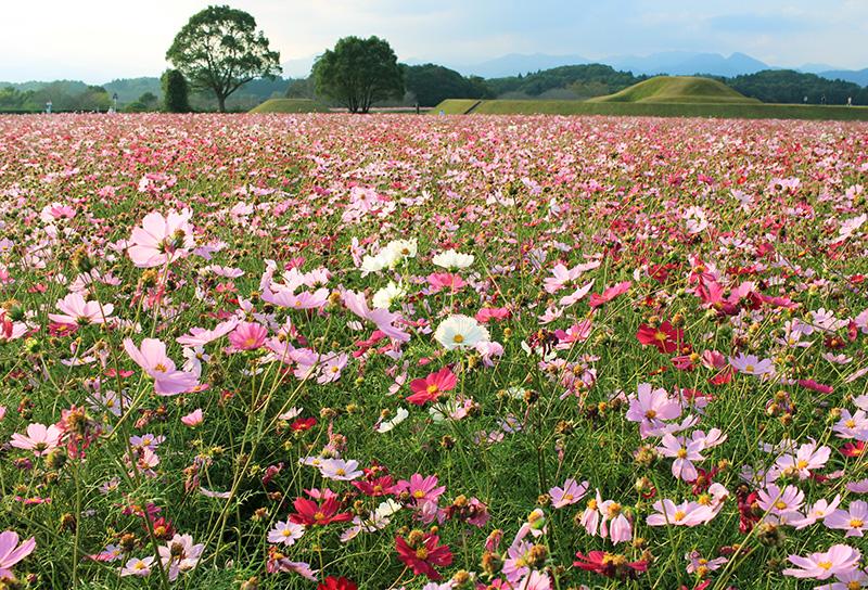 四季の花々-1