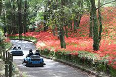 皇子原公園の彼岸花-1