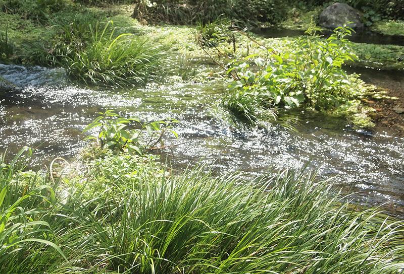 祓川（はらいがわ）湧水公園-1