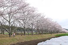 まきばの桜-1