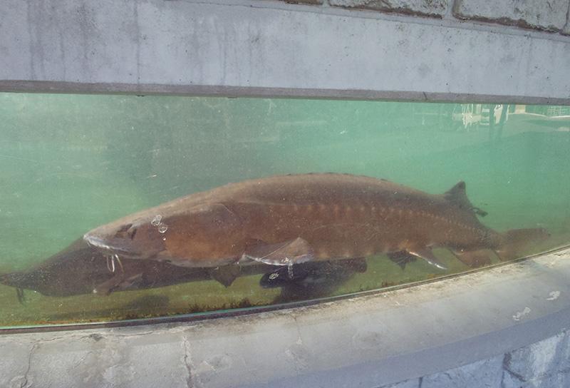 出の山淡水魚水族館-1