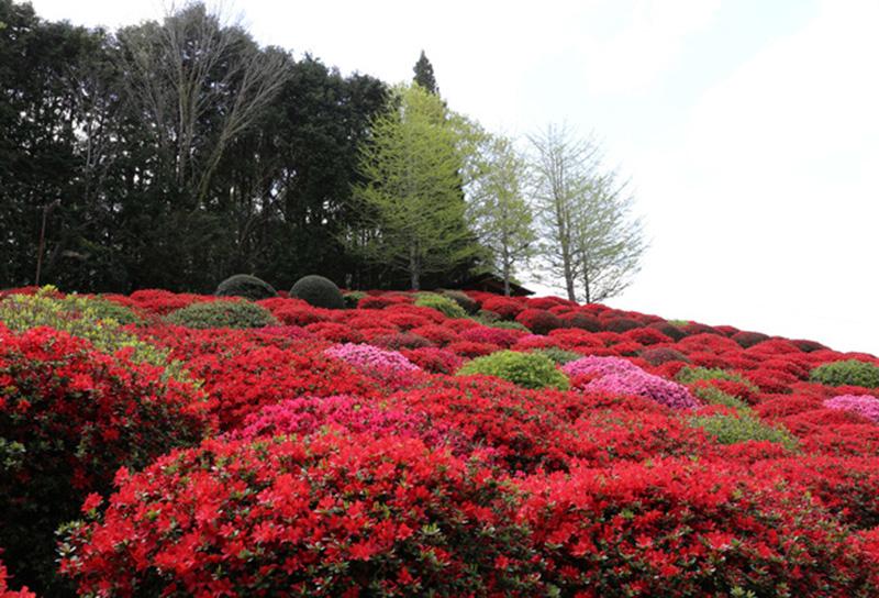 天神山つつじ公園-1