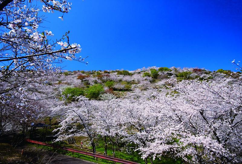 花立公園-1