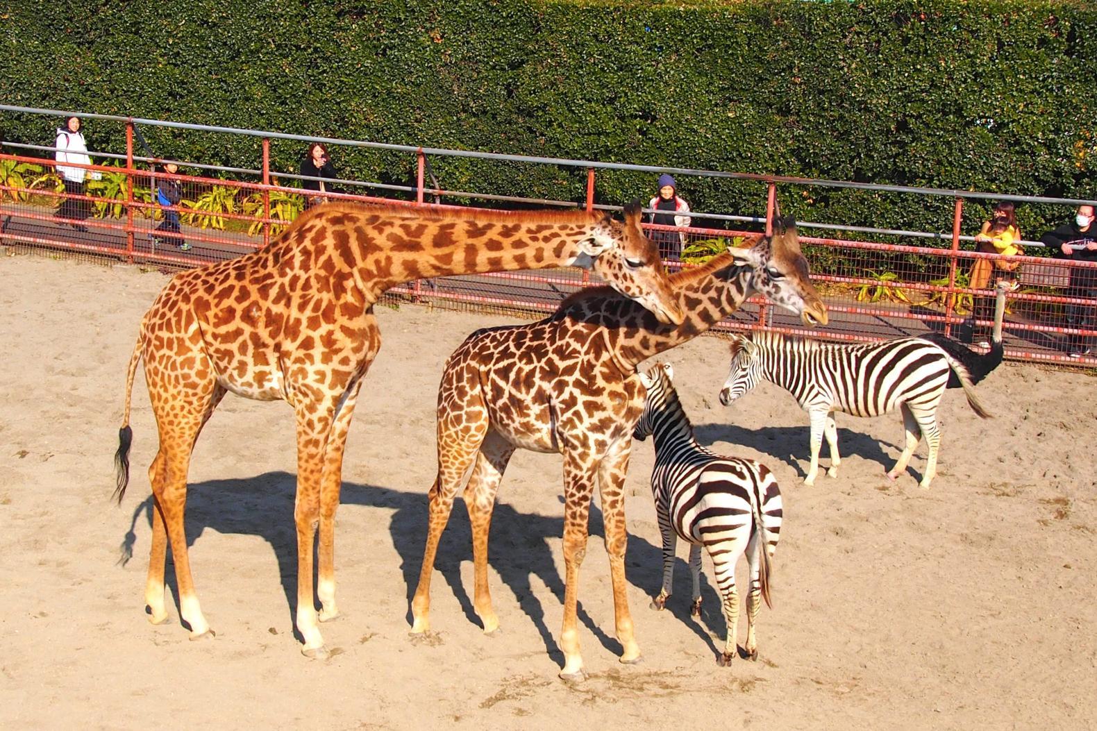 Miyazaki City Phoenix Zoo-1