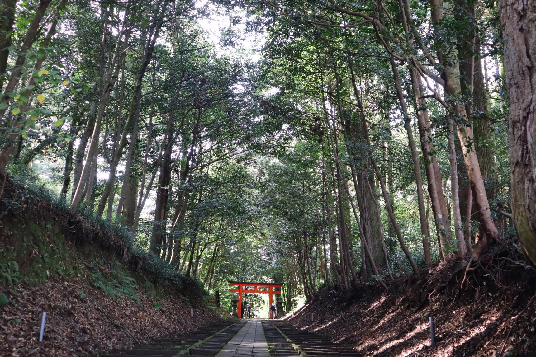 キラキラ輝く良縁のみち　霧島岑神社-0