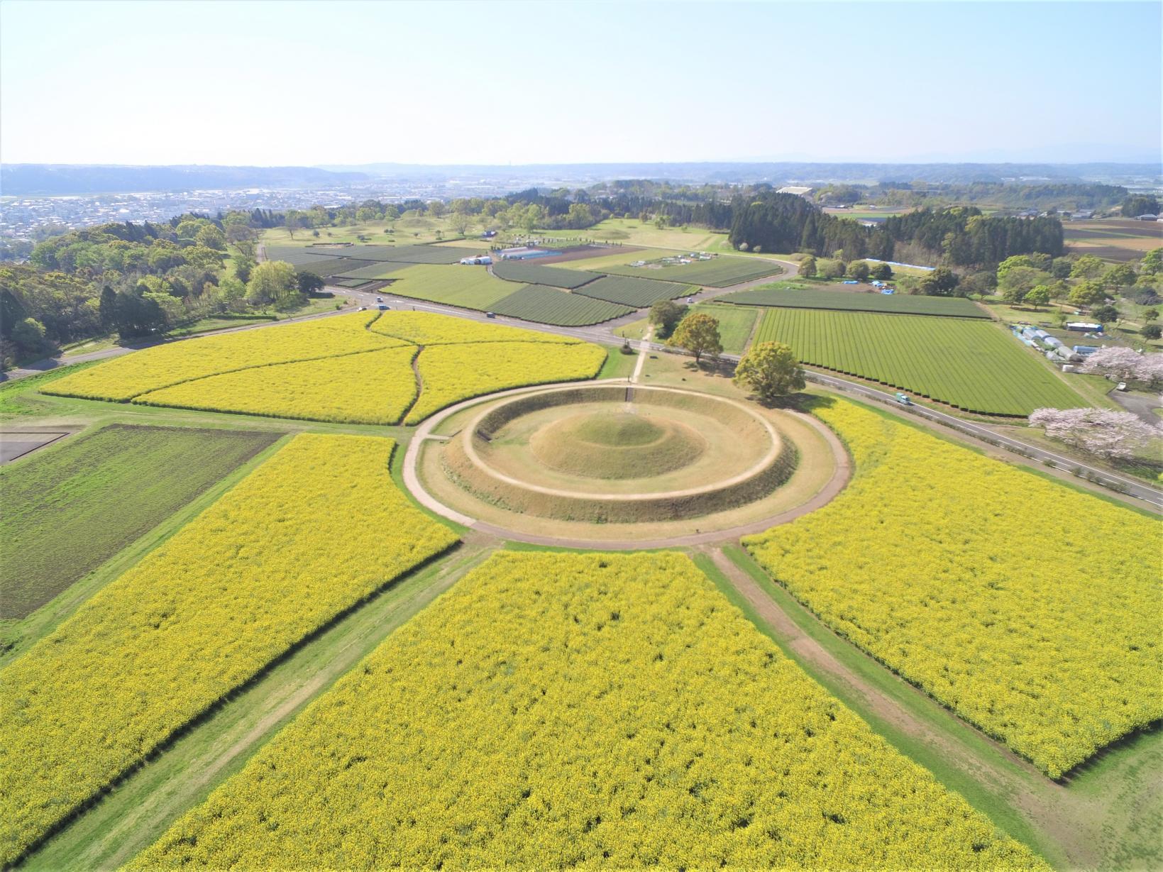 Canola flowers-1