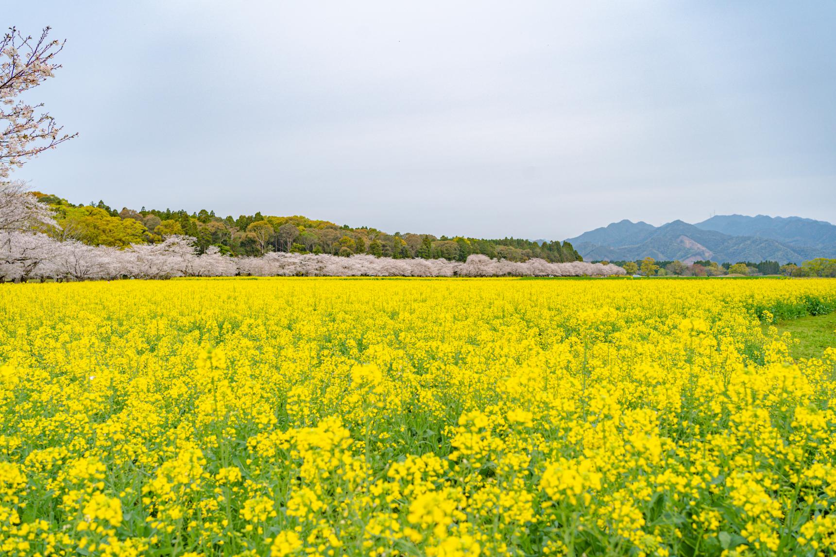 Canola flowers-3