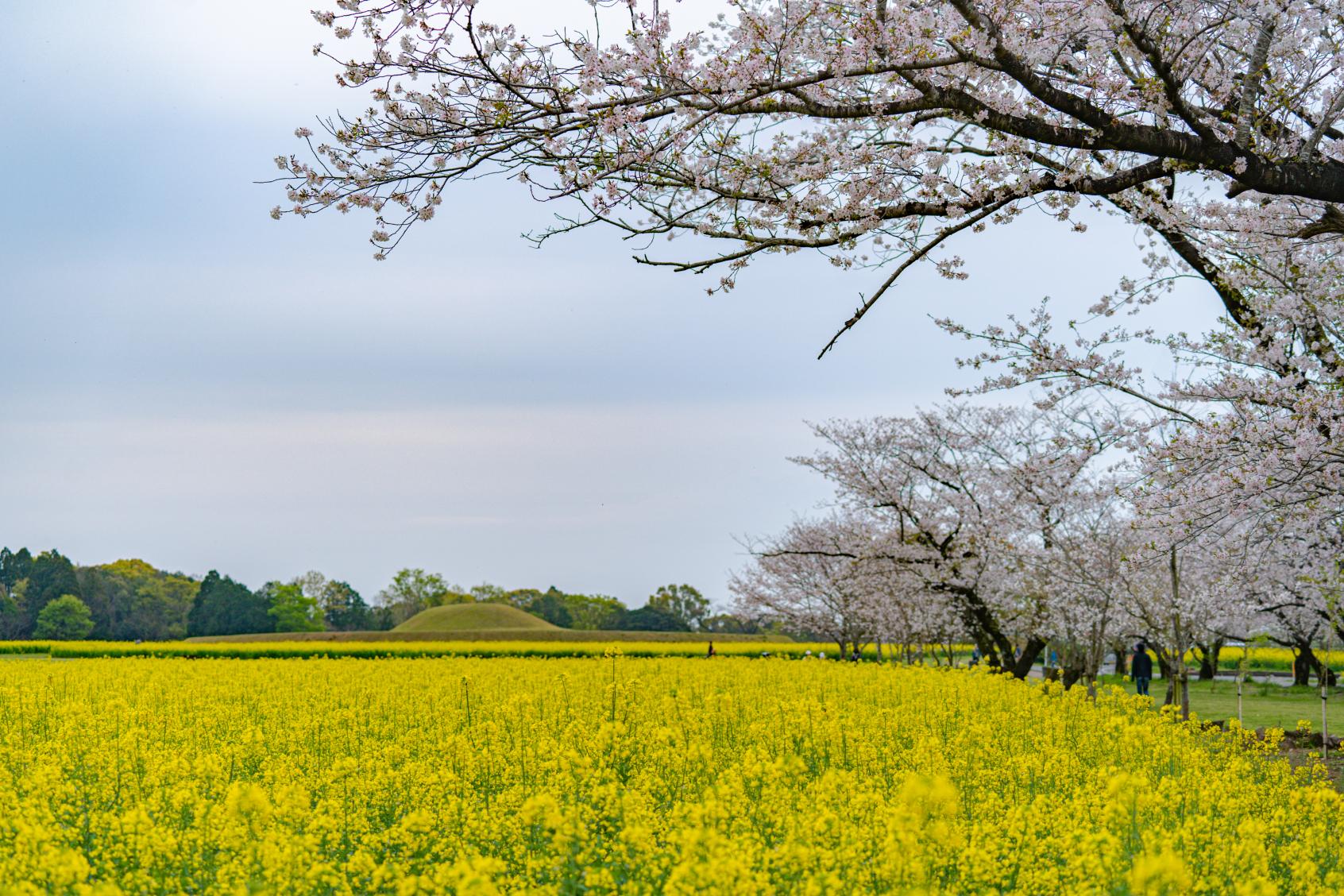 Canola flowers-6