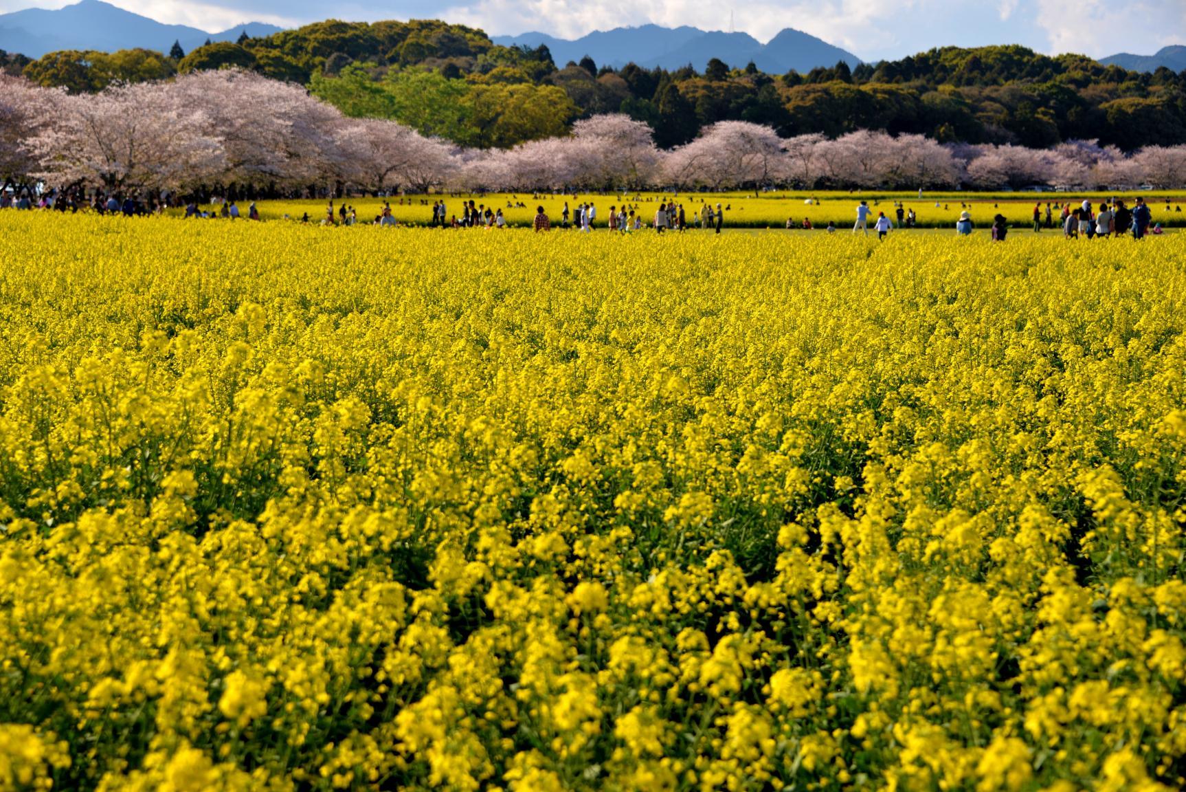 Canola flowers-2