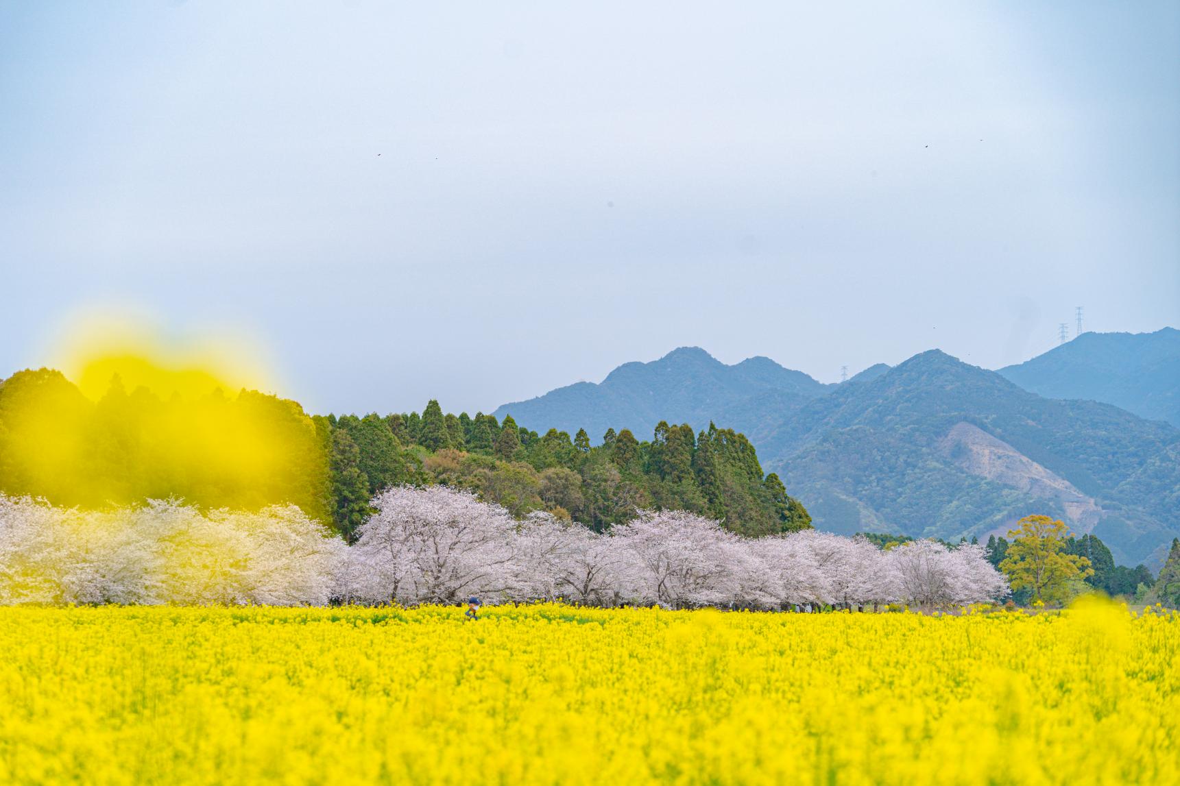 油菜花-8