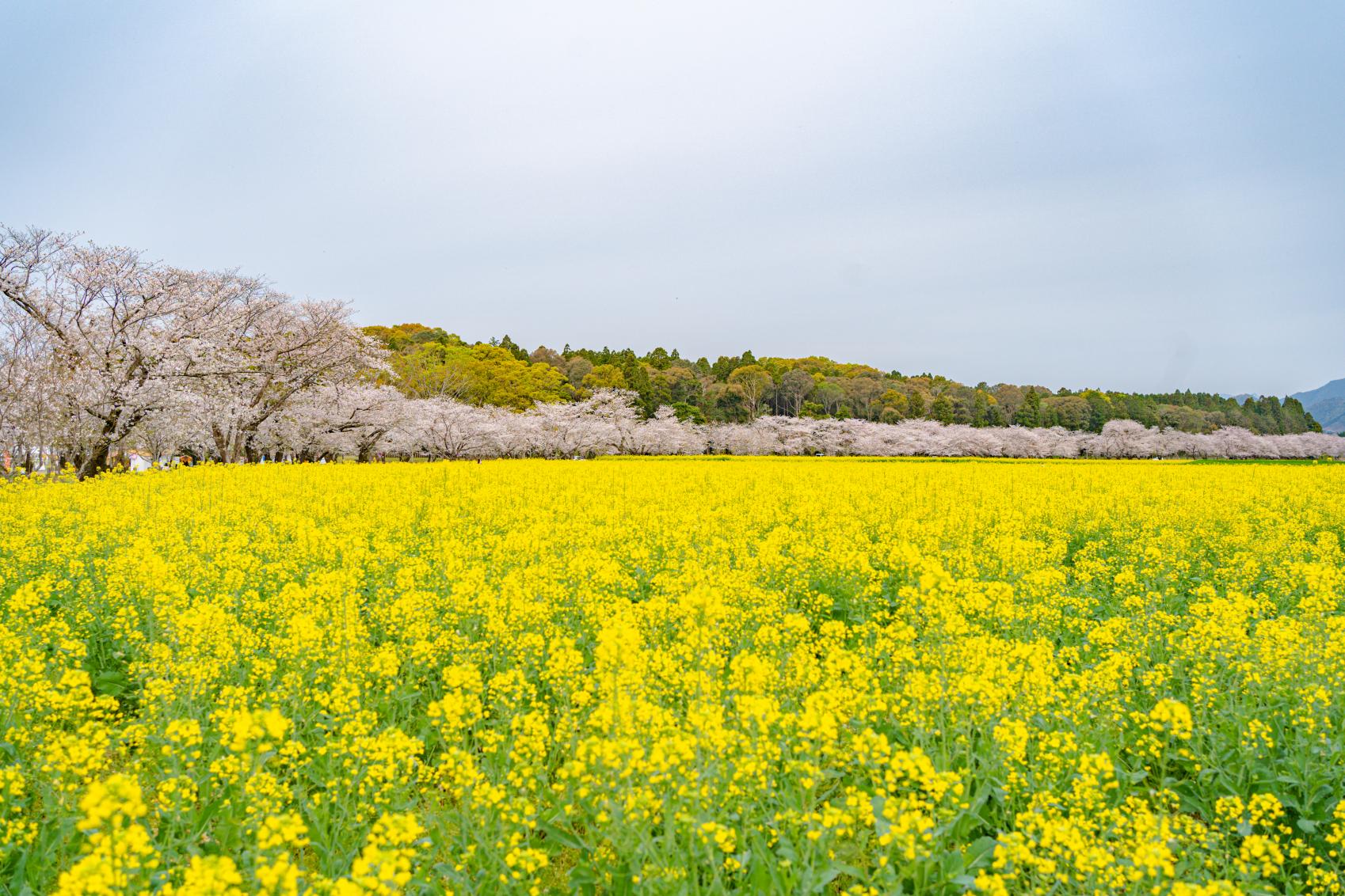 Canola flowers-4