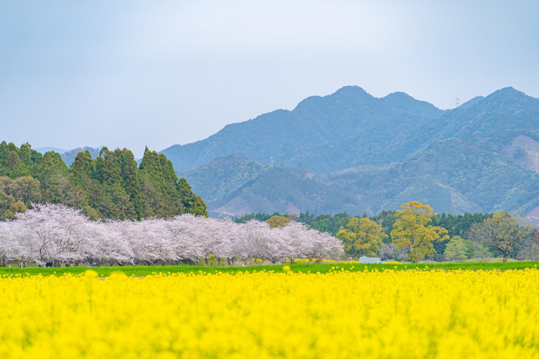 油菜花-5