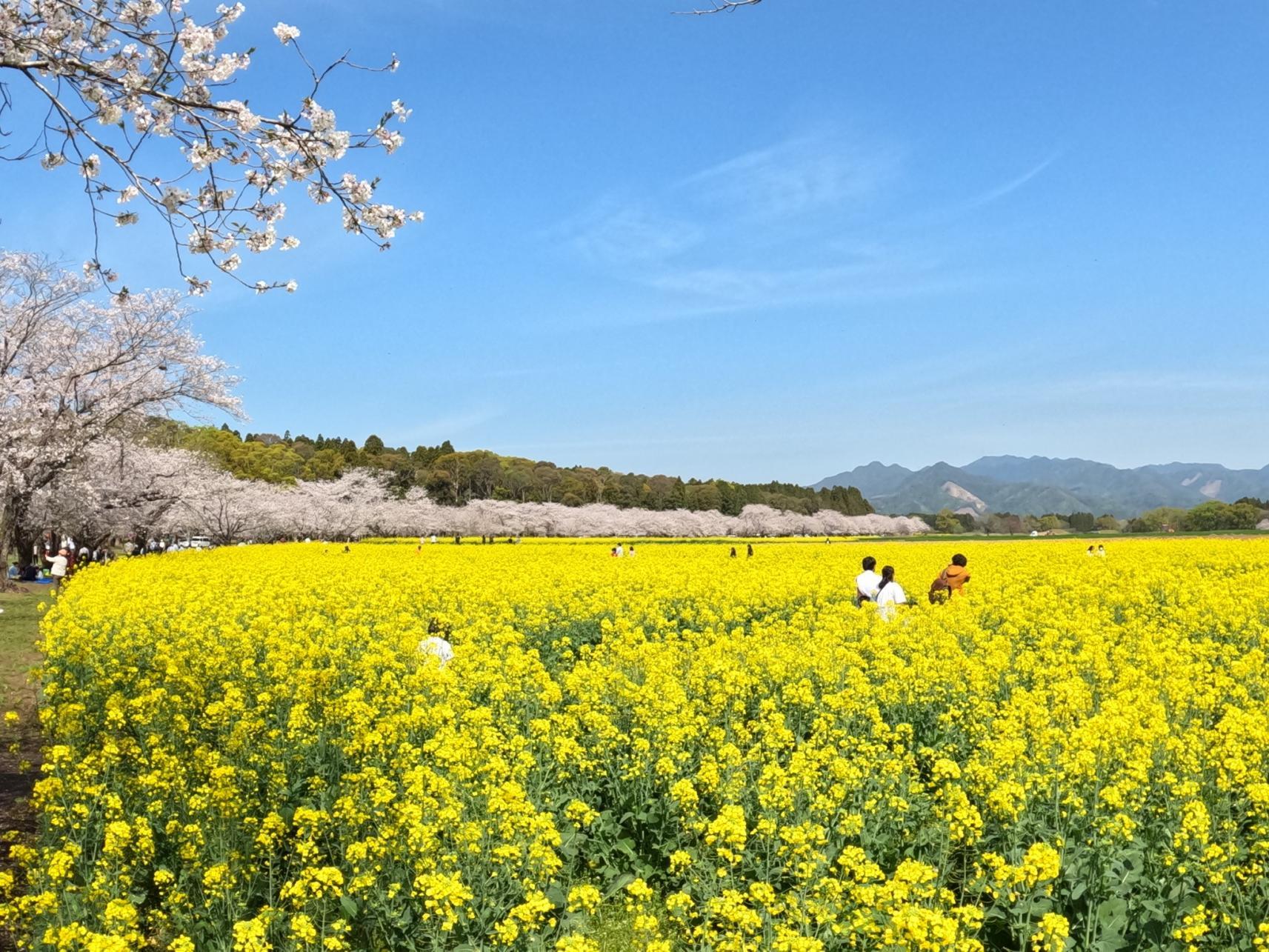 Canola flowers-0