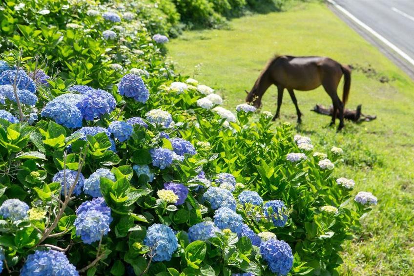 Hydrangea-0