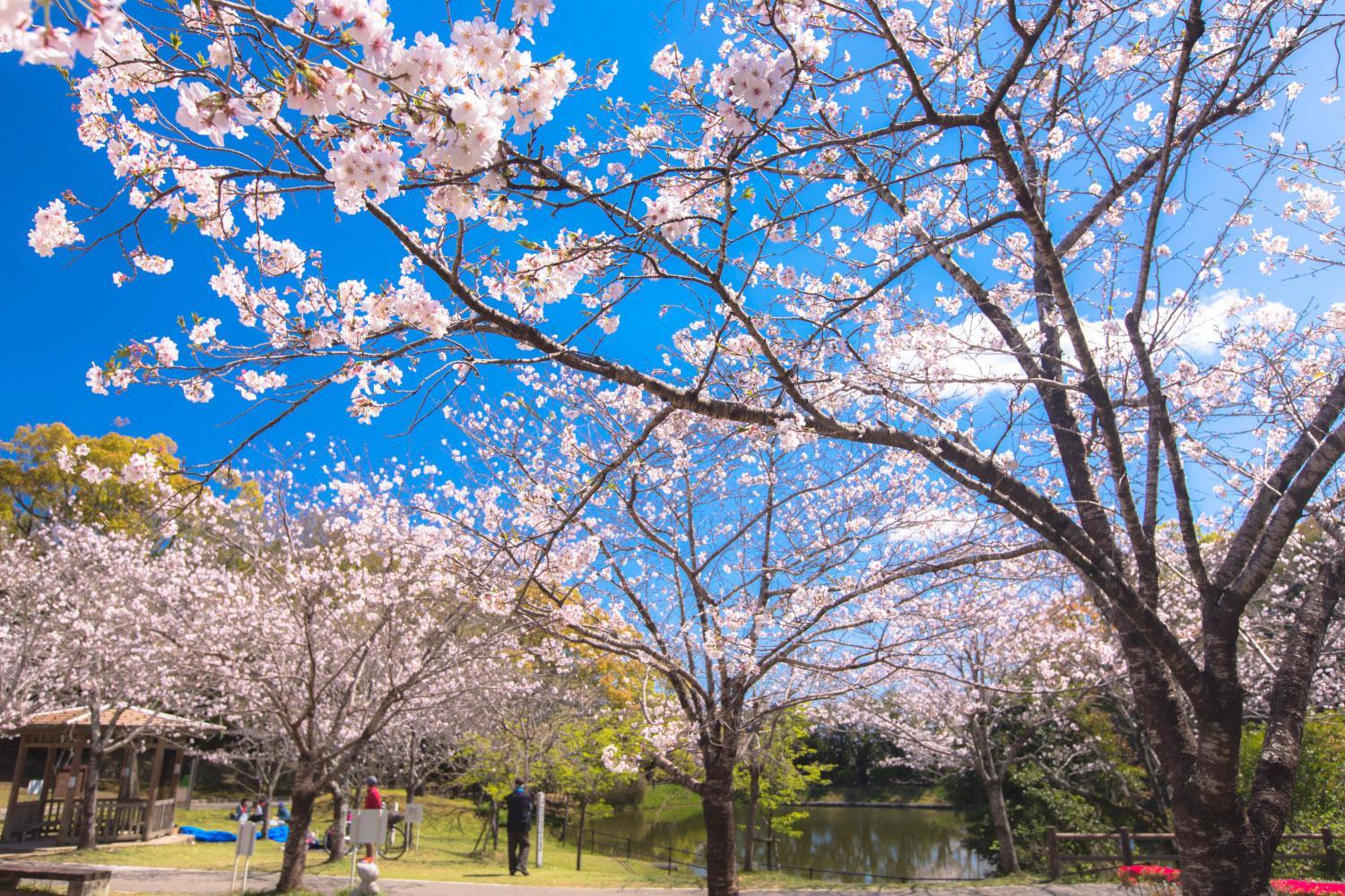 Cherry blossoms-0