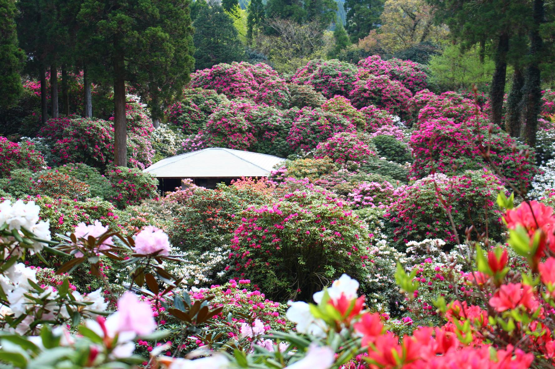 Rhododendrons-0