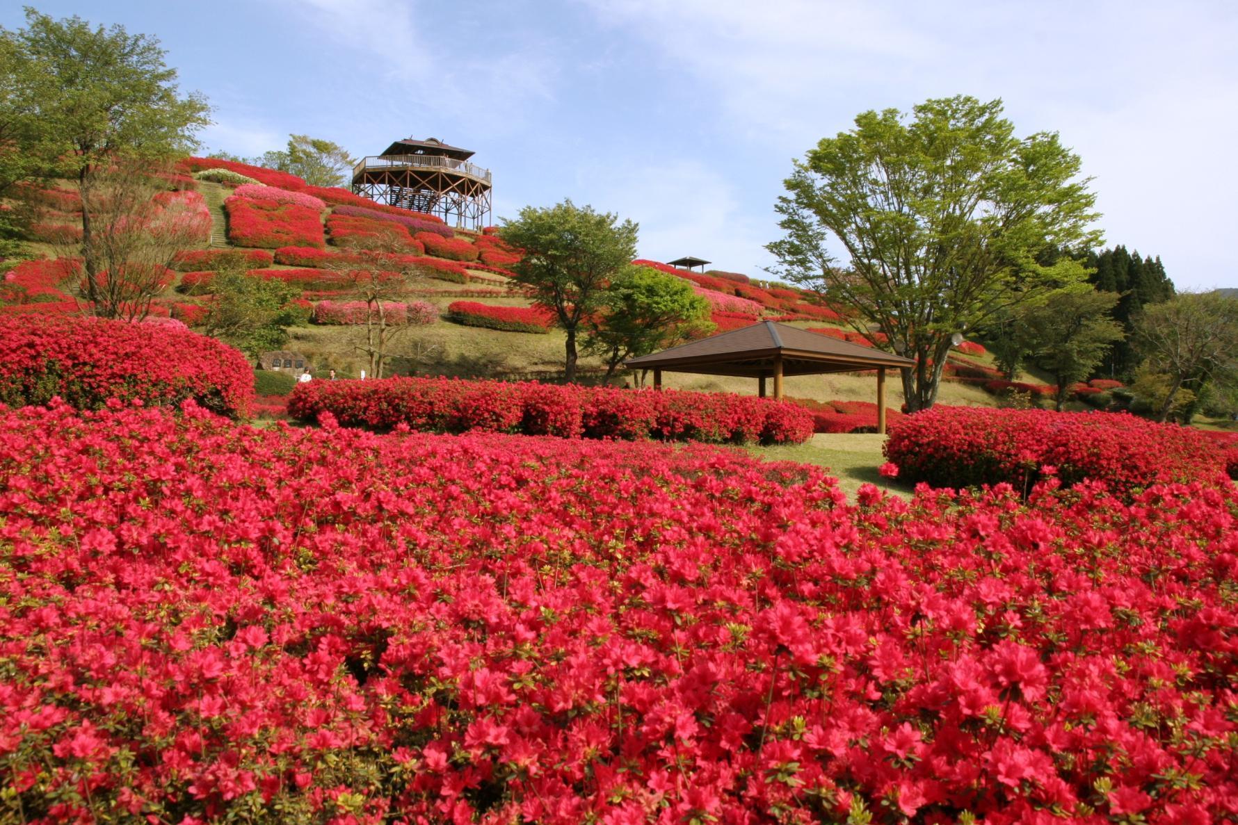 杜鵑花-0