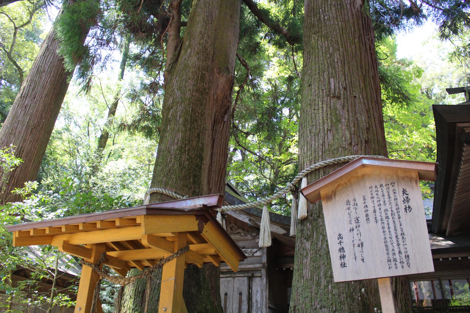 高千穂神社-3