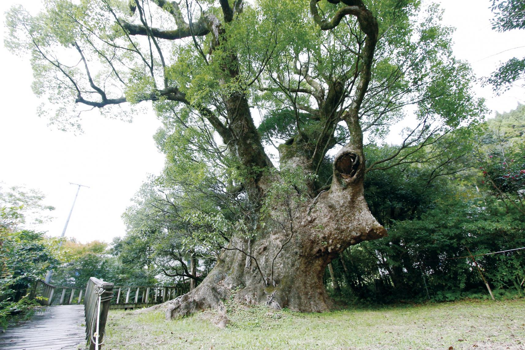 地域を見守る大きな存在-0