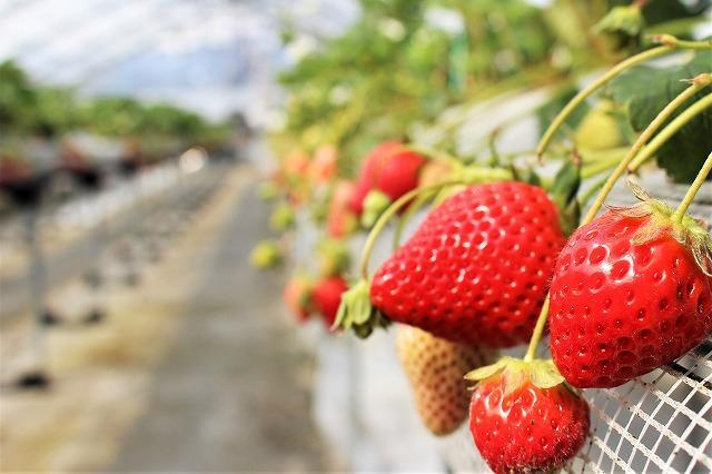 川原いちご農園【延岡市】-0