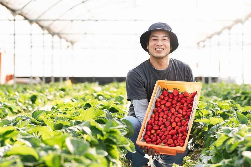 南いちご農園【日南市】-6